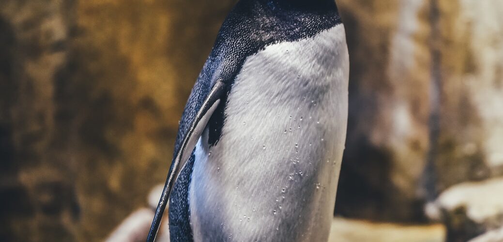 penguin on rock