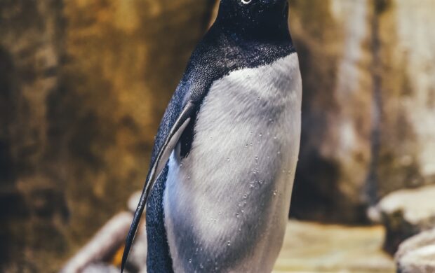 penguin on rock