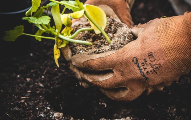 person holding green plant on black pot