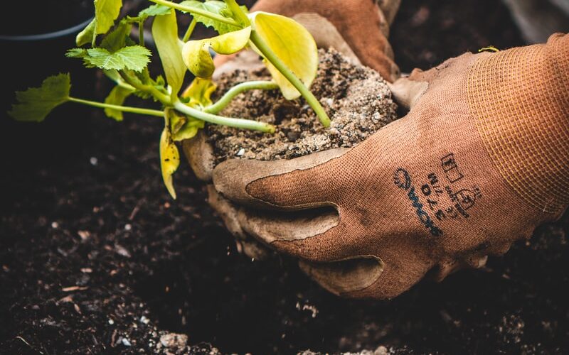 person holding green plant on black pot