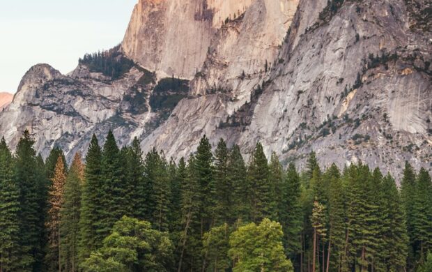 two brown deer beside trees and mountain