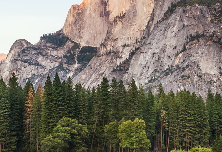 two brown deer beside trees and mountain