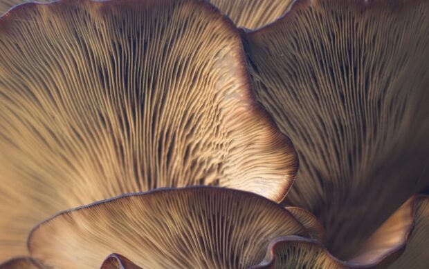 selective focus photo of mushroom