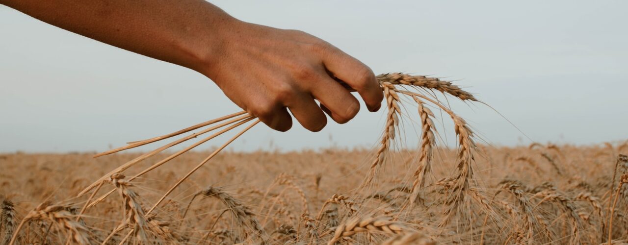 person holding stack of wheat