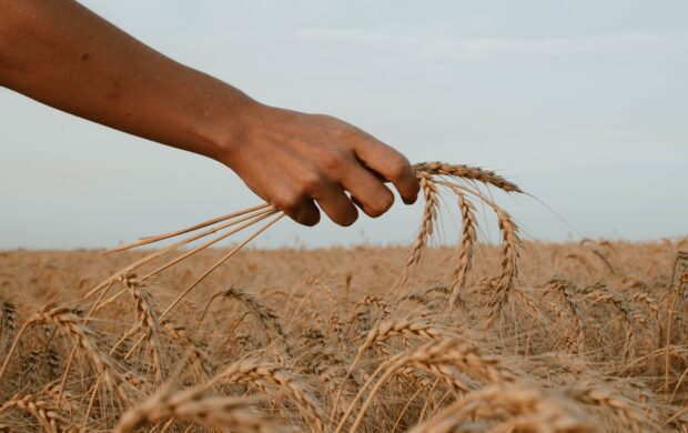 person holding stack of wheat