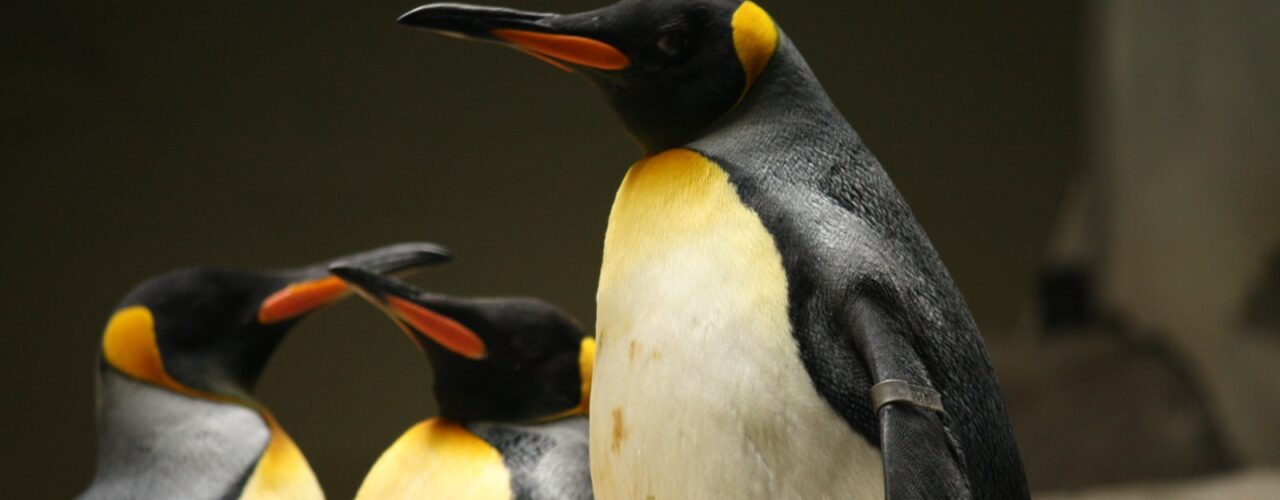 three penguins standing up