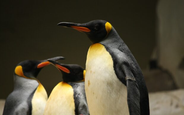 three penguins standing up