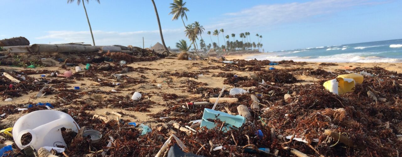 photo of coconut tree near seashore