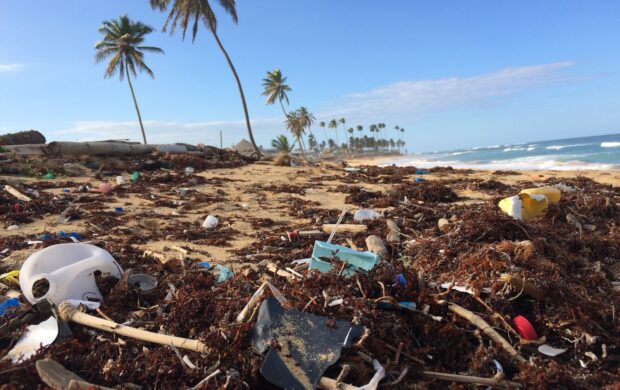 photo of coconut tree near seashore