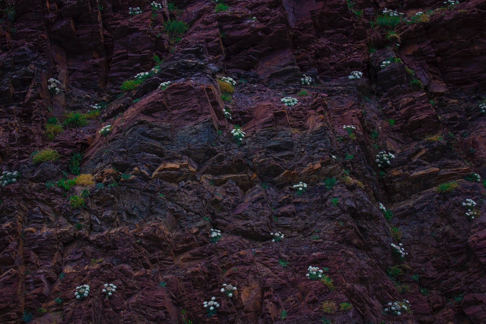 brown and green moss on brown soil