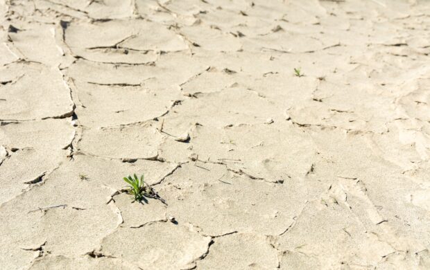 a small plant is growing in the middle of the desert