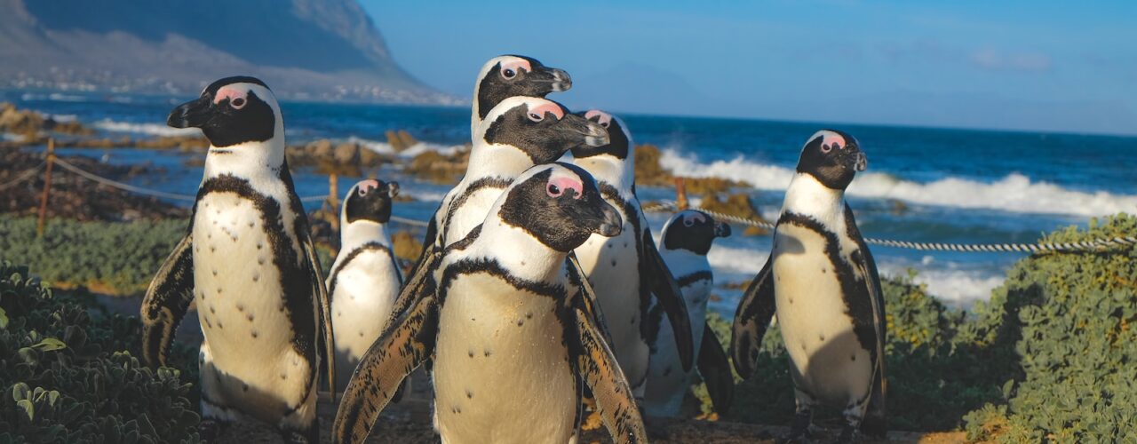 group of penguins