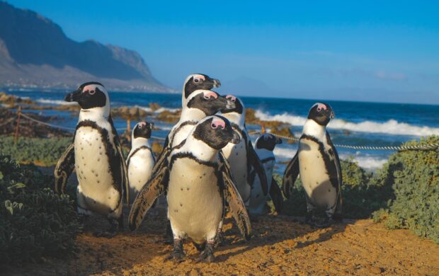 group of penguins