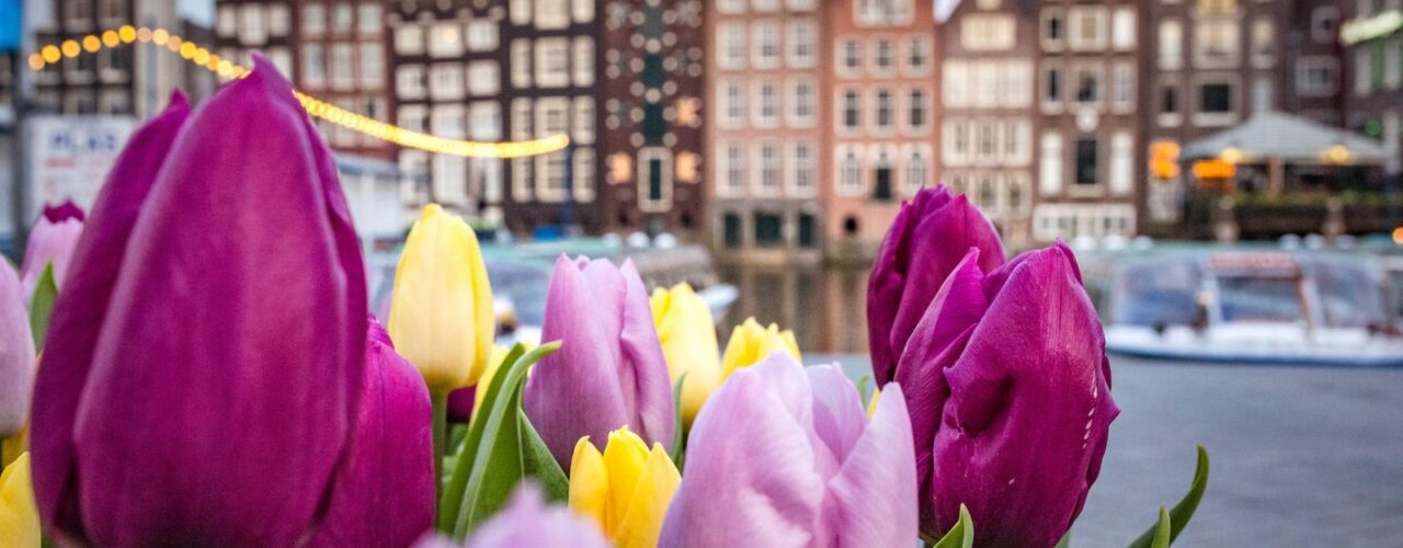 pink flowers near city buildings during daytime