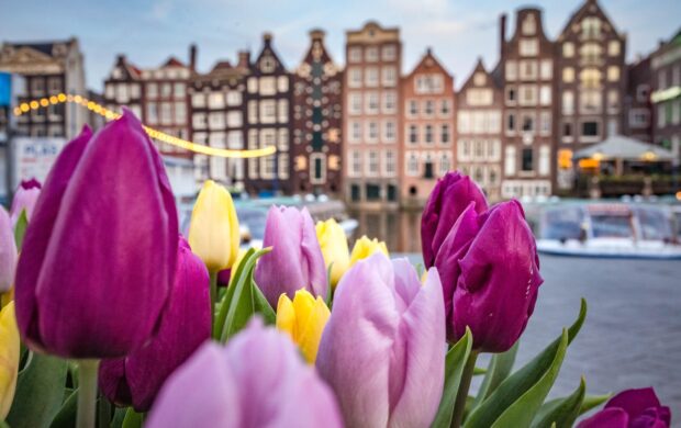 pink flowers near city buildings during daytime