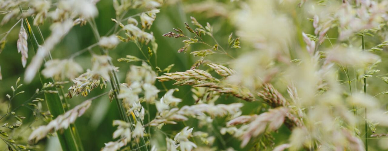 close-up photography of white petaled flowers