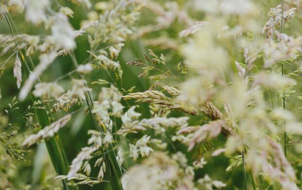 close-up photography of white petaled flowers