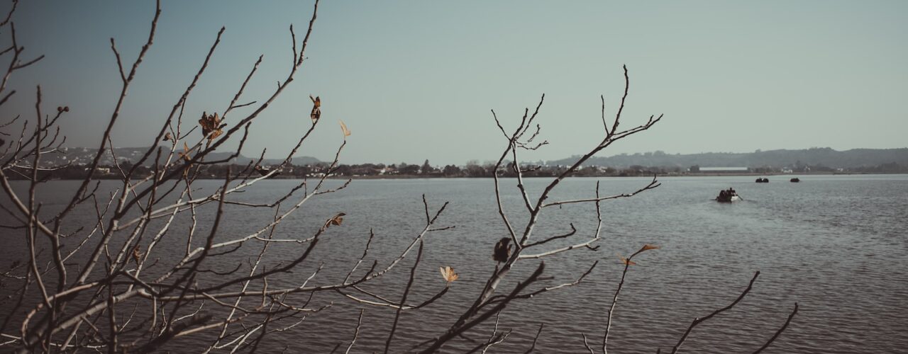 leafless tree on body of water during daytime