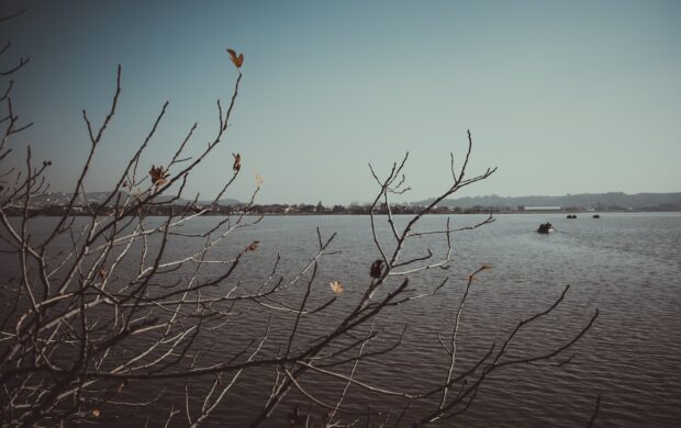 leafless tree on body of water during daytime