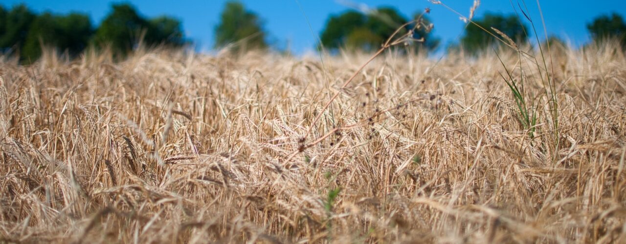 a field of wheat