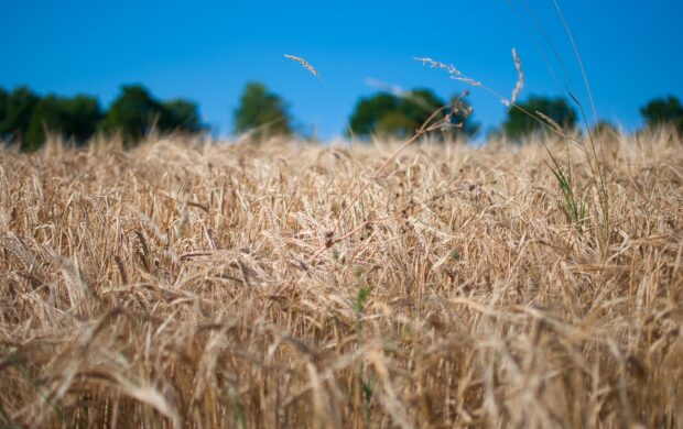 a field of wheat