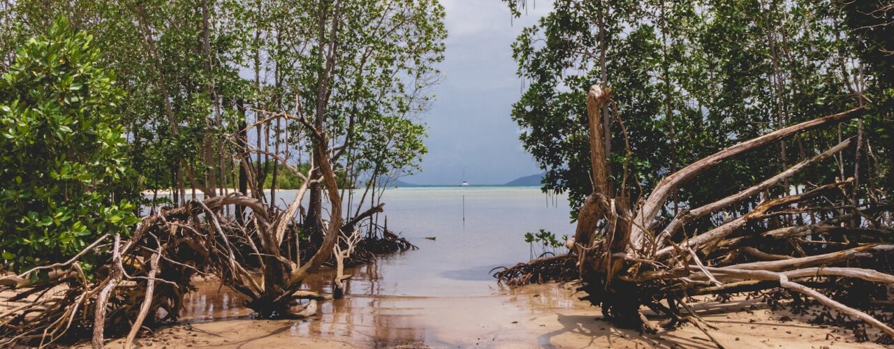 brown wooden tree log on beach shore during daytime