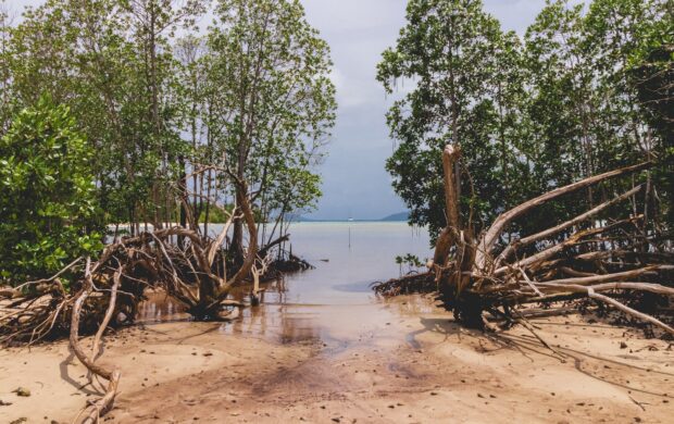 brown wooden tree log on beach shore during daytime