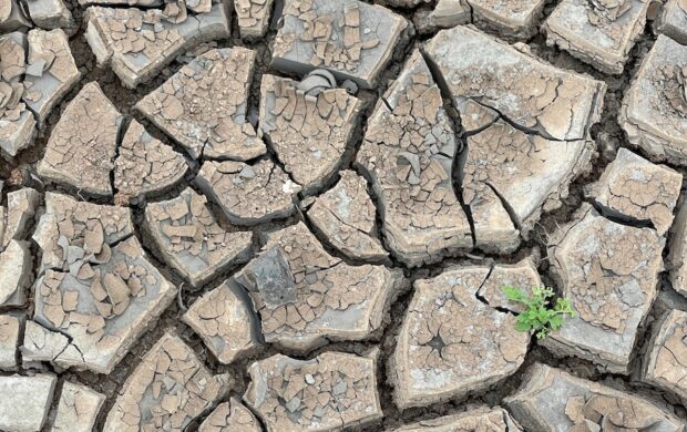 a patch of dirt with a plant growing in it