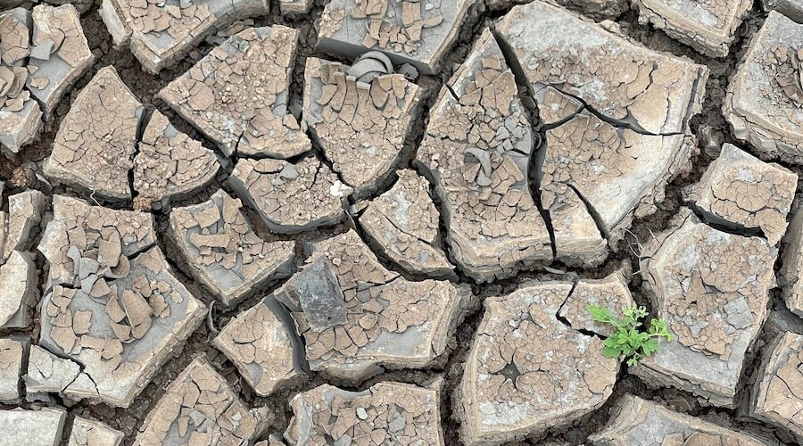 a patch of dirt with a plant growing in it