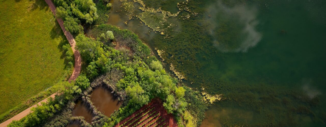 aerial view of green trees and river