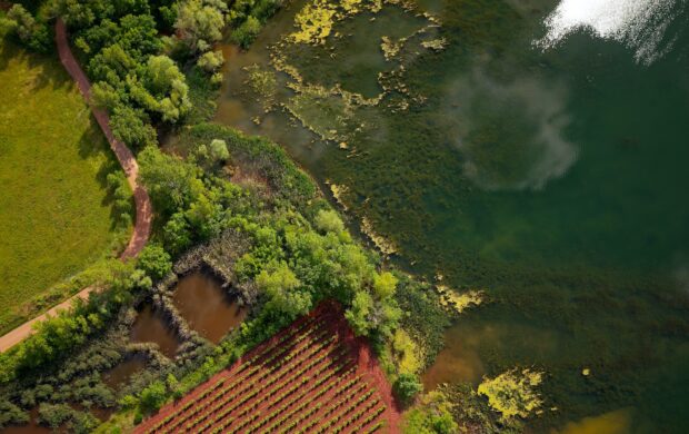 aerial view of green trees and river