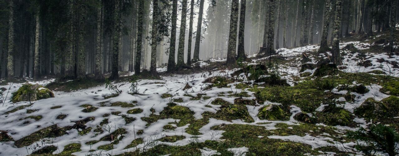 snow coated forest field