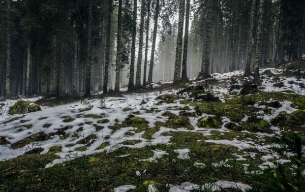 snow coated forest field